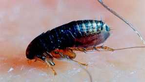 Jak odhalit a přinést blechy